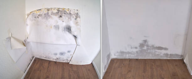 Best Home Mold Removal  in Balfour, NC